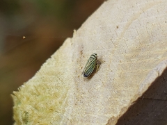Amblysellus curtisii