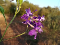 Delphinium pentagynum