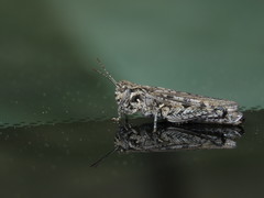 Psoloessa delicatula