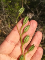 Delphinium pentagynum