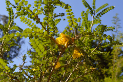 Sophora toromiro