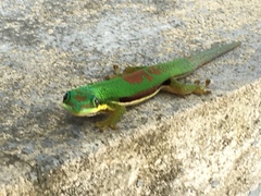 Phelsuma lineata