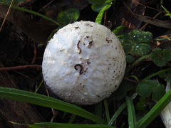 Amanita ananiceps