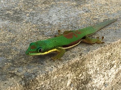 Phelsuma lineata
