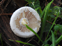 Amanita ananiceps