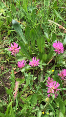 Trifolium medium