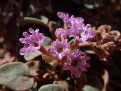 Abronia nana