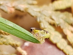 Pediopsoides distinctus