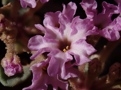 Abronia nana