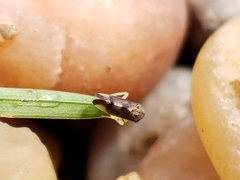 Pediopsoides distinctus