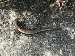 Trachylepis gravenhorstii
