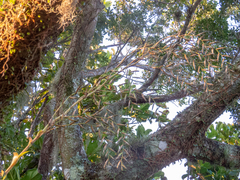 Vriesea rubroviridis