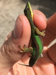 Phelsuma lineata