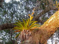 Vriesea rubroviridis