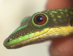 Phelsuma lineata