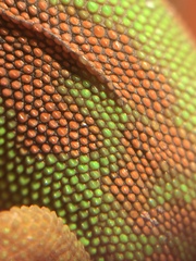 Phelsuma lineata