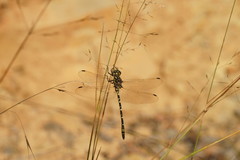 Eusynthemis virgula