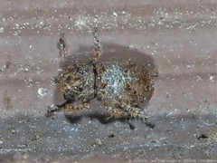Toxonotus cornutus