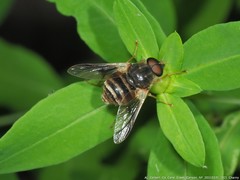 Goniops chrysocoma