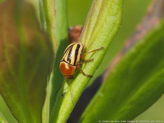 Cryptocephalus calidus