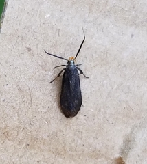 Dichomeris nonstrigella