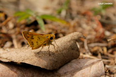 Polites vibex praeceps