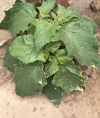 Datura stramonium