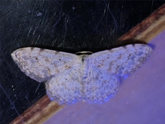 Scopula submutata