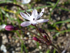 Strumaria tenella tenella