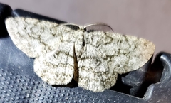 Hypomecis umbrosaria