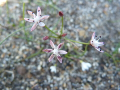 Strumaria tenella tenella