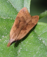 Dichomeris derasella