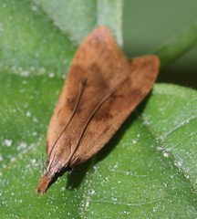 Dichomeris derasella