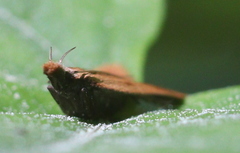 Dichomeris derasella