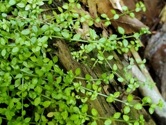 Houstonia serpyllifolia