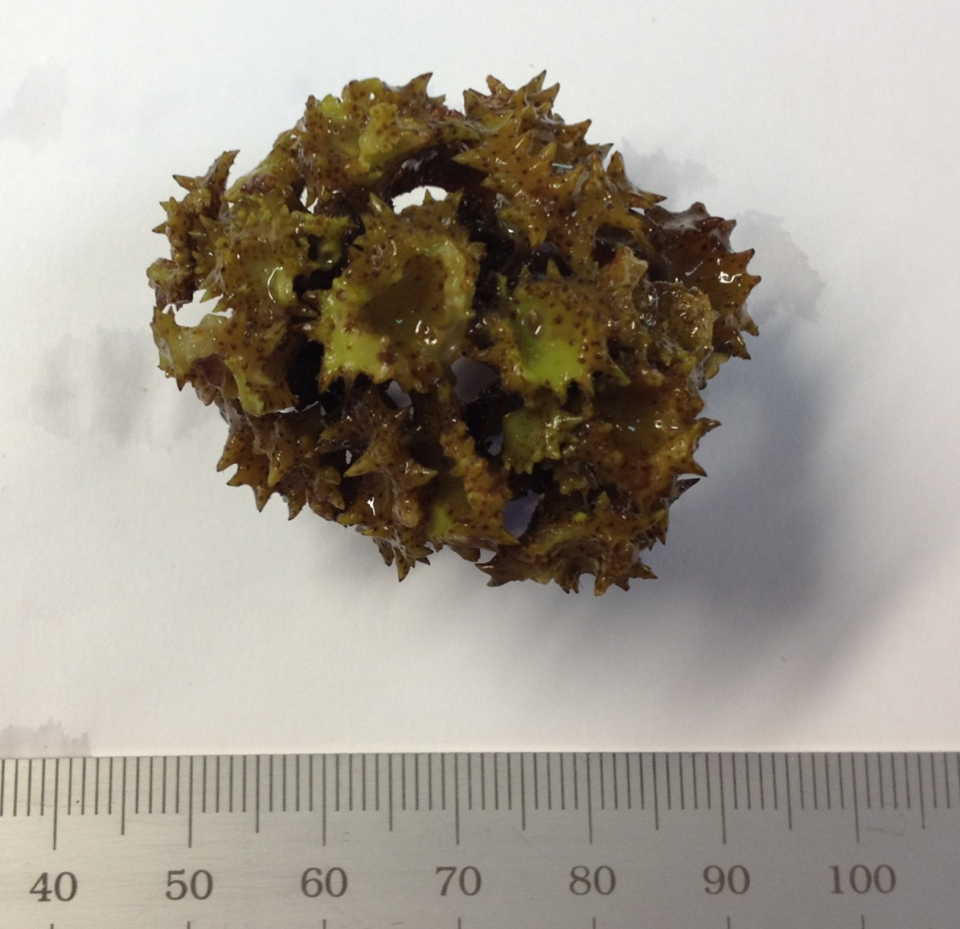 Photo of a Ornate Turbanweed