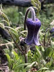 Clematis hirsutissima