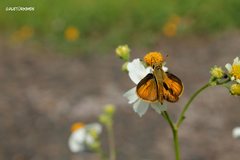 Polites vibex praeceps