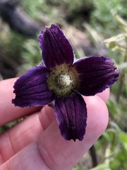 Clematis hirsutissima