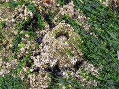 Semibalanus cariosus