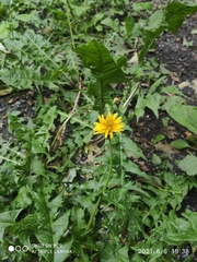 Taraxacum officinale