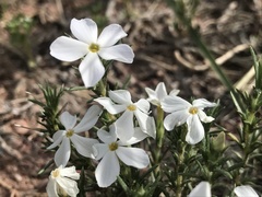 Phlox andicola