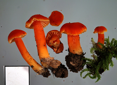 Hygrocybe procera