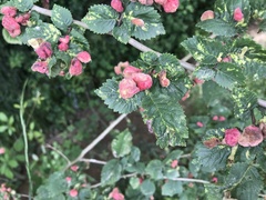 Tetraneura