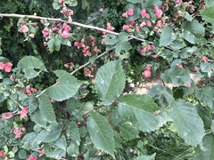 Tetraneura