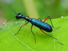 Neocollyris