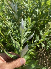 Artemisia suksdorfii