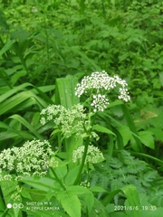 Aegopodium podagraria