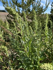 Artemisia suksdorfii