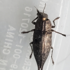 Chrysochroinae